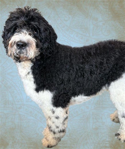 Newfypoo Dog Art Print | Printable Dog Wall Art | Soft Oil Painting Style | Pet Lover Gift | Instant Download - Etsy