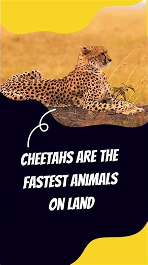 Mind Blowing Fun Facts You Didn’t Know! 🤯| Homies Quiz #shorts