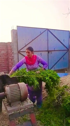 night# time# cow# dairy farm greenfoot #cow# food #cutter