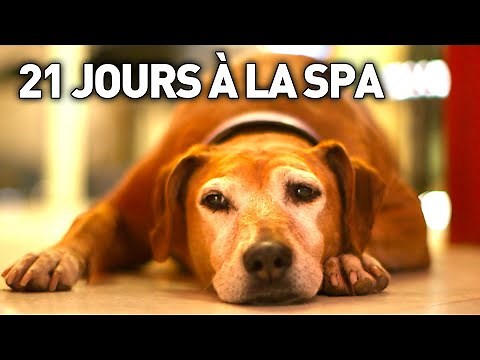 21 JOURS A LA SPA - Documentaire Immersion