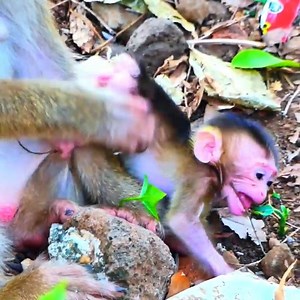 7K views · 174 reactions | Dropping tears pity this poor baby monkey was rejected milk so bad by meanness mom look terrible | Monkey BiBi | Facebook