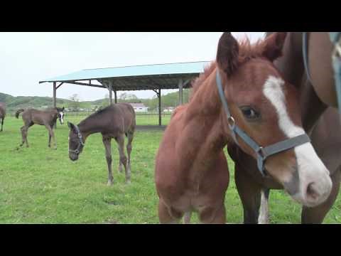 北海道/新冠町牧場の子馬たち(2012.06)