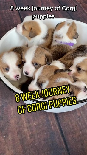 Corgi Breeder: A Day in the Life of Corgi Puppies