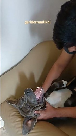 "Meet Rex – loyal heart, fierce soul, and the best cuddle buddy 🐾❤️"