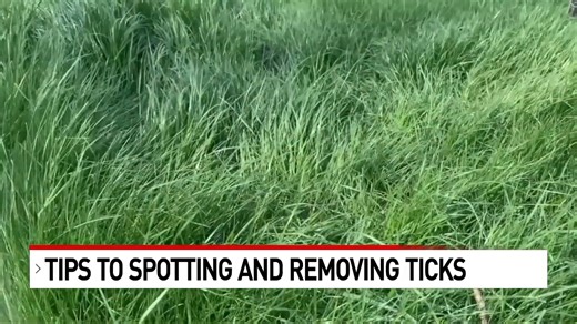 69K views · 762 reactions | TICK ALERT! Warming weather raises risk of Lyme disease and Rocky Mountain fever: https://bit.ly/4aRTFPB When ticks bite, they create a cement-like substance to glue themselves on and can’t leave until they fill up, even if they want to. | News 4 San Antonio | Facebook