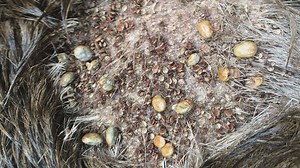 Ticks killing Maine moose at sometimes alarming rates