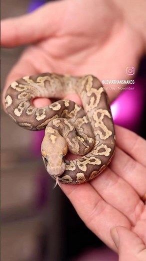Spotnose GHI Mojave Clown Ball Python | #reptiles #ballpython #snake