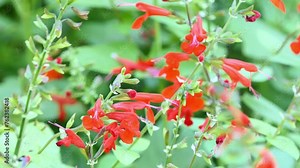 Salvia fulgens, the Cardinal sage or Mexican scarlet sage, is a species of flowering plant native to the Mexican mountains. Stock Video