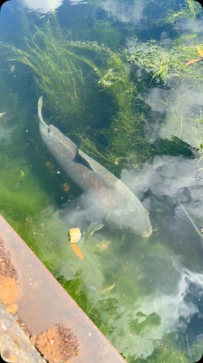Carp highway - could watch these urban canal carp swimming past all day long 😍 #carp #carpfishing #fishing #fishinglife #rippatackle #nashtackle | Henry Lennon - Carp Angler