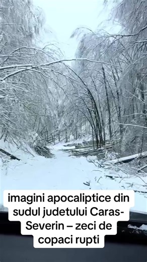 Imagini apocaliptice din sudul județului Caraș-Severin – căderile masive de zăpadă au dus la ruperea a zeci de copaci #copaci #winter #zapada #padure #urgenta