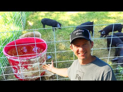 How To Make A Simple Automatic Pig Waterer