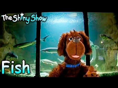 The Shiny Show | Sealife | S2E26
