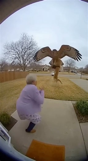 Hawk grabs 2 dogs🫢 #shorts #youtubeshorts #shortvideo #short #subscribe #viral #funny #dog