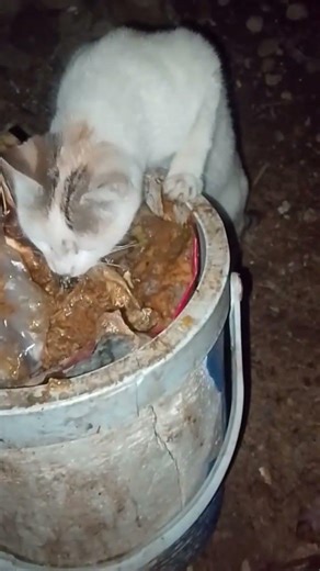 WildSpectrum NatureNationEarthEchoLifeScope#viral #viralvideo #youtubeshorts #foryou #fyp