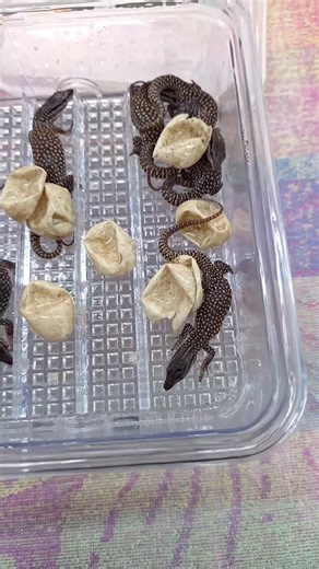 Baby Lizards Hatching From Eggs