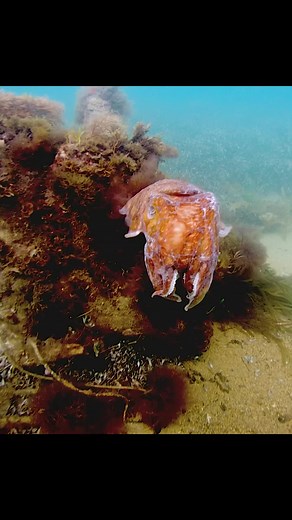 Cuttlefish: Masters of Camouflage and Adaptation
