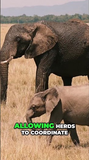 How Animals Communicate