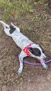 4.7K views · 159 reactions | Rodney chooses the “Sploot” as his...