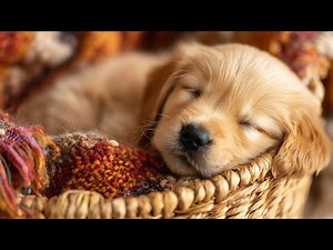 Nap in a Cozy Basket | Chill Lofi Beats Mix, Study & Relax Music
