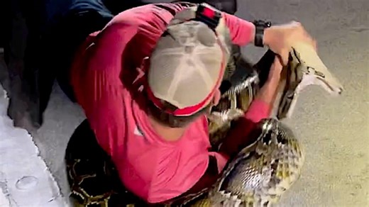 Watch: Man catches Florida's longest-ever Burmese python