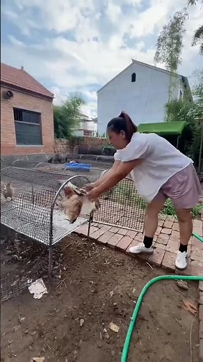 Feeding Time: Woman & Her Black Chicken #FoldableChicken Coop#Poultry Farming#BackyardChickens
