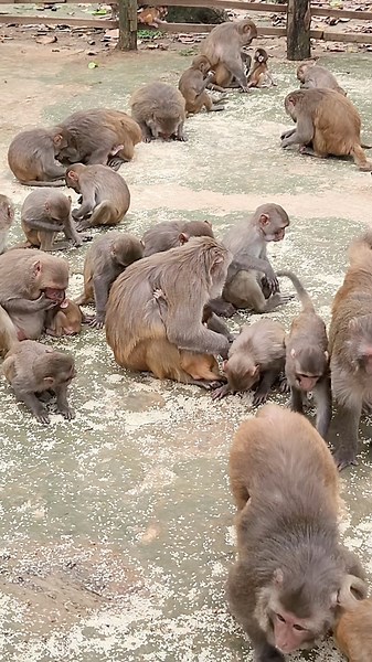 All monkeys eating together #MonkeyTales #animals #Monkey