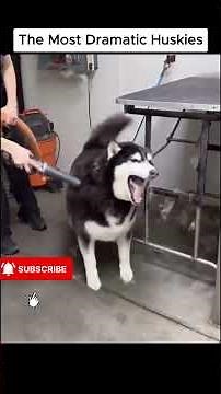 THE MOST DRAMATIC HUSKIES 😂