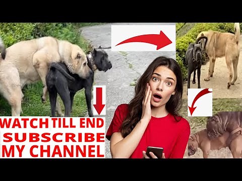 How Labradors Mate | Dog Breeding Step-by-Step Guide#Labrador #DogMating #DogBreeding #Labrador