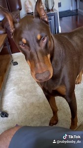 2M views · 56K reactions | My sassy diva doberman throwing a temper tantrum when she can't have her way. That look at the end  | Rubydoobydo | Facebook