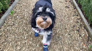 14K views · 58 reactions | ahoy shipmates, bonnie loves her dog socks!! keep your fur babies paws shiploads dry and clean with extreme waterproof dog socks!! perfect for winter walks!! in all ships now!! | Shiploads | Facebook