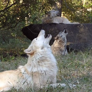 525K views · 13K reactions | This is what family sounds like. #standforwolves | Wolf Conservation Center | Facebook