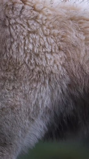 Cute ❤🐺 #wolves🐺 #wolfpack #wolves #wolf #wolvesofinstagram | We Love Wolves