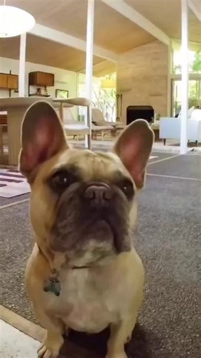 A pet-friendly Portland mid-century home design with #NanaWall doors! These opening glass doors are the residential design feature the entire family can enjoy, year-round! In this mid century modern Portland PNW home, #NanaWall folding glass doors pair a barefoot-friendly sill with a convenient swing door for everyday use, then open fully for seamless indoor-outdoor circulation. Floor-to-ceiling glazing and vaulted ceilings complete the mid-century language, while durable materials and weather-r