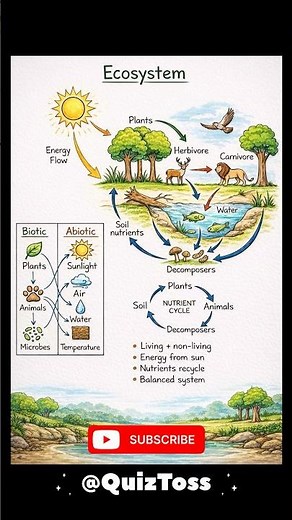 Functions of an Ecosystem Explained Part -1 | Energy Flow, Food Chain, Food Web & Nutrient Cycle