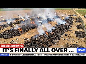 The USA Kept Losing Its Feral Hogs — When They Found The Killer They Evacuated!