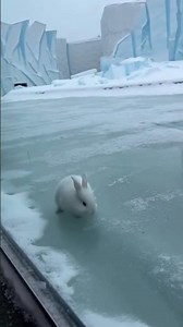 El conejito cayó ahí… y nadie esperaba esto #viral