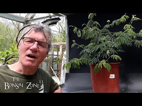 Pruning and Repotting My Powderpuff, The Bonsai Zone, May 2024