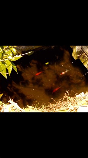 tiny moments that linger like a song ꨄ︎ #nostalgia #digitalcamera #whimsical