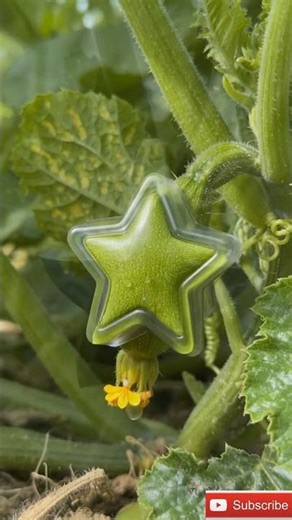 This Zucchini Grew Into a Perfect Star 🥒⭐ #usa