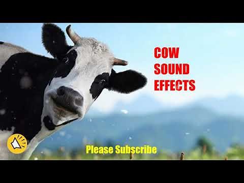 Cow sound effects free | Cow moo sound | cows mooing loudly