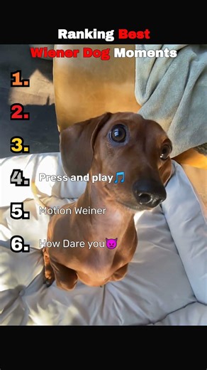 Ranking Best Wiener Dog Moments. Subscribe for more! #viral #subscribe #like #viralshorts