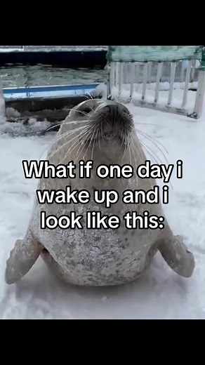 Exploring the World of Seals: Adorable Seal Clapping Tummy Compilation