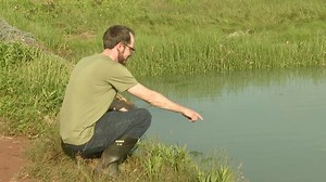 P.E.I. waters facing anoxic events, posing danger to marine life