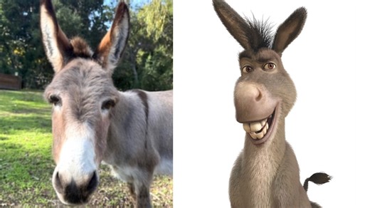 Perry, who inspired Shrek's Donkey character, dies at 30 surrounded by his closest donkey friends