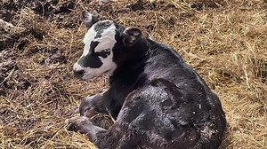We are up to 4 calves for the Angus beef herd ~ 👍🏽👍🏽 Three baldys and one all black angus. The all black angus was sired by Ferdinand before we got Red Bull. An angus a Hereford = a white face or baldy ~ Our Hereford Bull “Red Bull” did his job well!! 🙌🏼🙌🏼 | Harmony Lane Farms Goat Milk Soap & Jolly Kakes Bakery