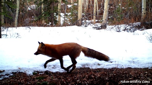 This is a single camera location, end of year wildlife slideshow including screenshots of foxes (one silver/blackish fox has three squirrels in its mouth), coyotes, black bears, moose (sometimes just their legs which demonstrates their massive size when compared to the mule deer), a snowshoe hare, a wolverine (quite blurry as it was moving quickly), and a spruce grouse. These are just screenshots, no editing, so nowhere near DSLR qualty. #yukonwildlife And with the realization that there are mul