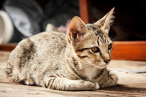 Stupor and Coma in Cats - Symptoms, Causes, Diagnosis, Treatment, Recovery, Management, Cost
