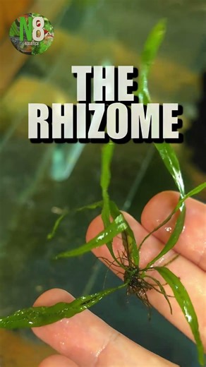 This Aquarium Plant Can Pay Your Rent 💸 (Needle Java Fern)