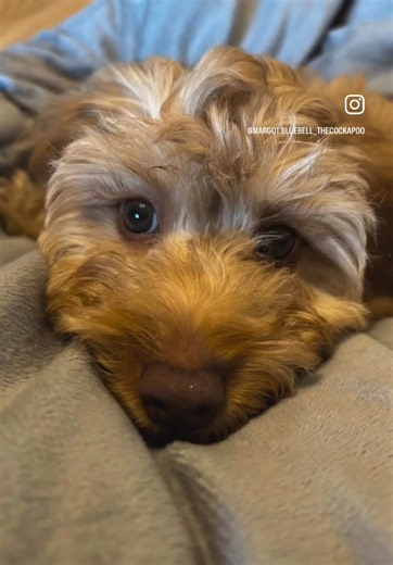 Just a baby 🐶🐾🩷 #cockapoo #cockapoopuppy #cockapoosoftiktoks #cockapoopuppyoftiktok #cockapoolove #puppylove #cockapoopuppylove #puppydog #puppylife #cockapoodaily #cockapooclub #puppy #justababy #babydog