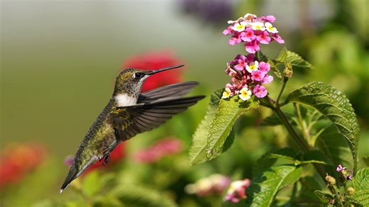 Hummingbird Migration 2025: When we can expect to see them in Georgia and how to care for them
